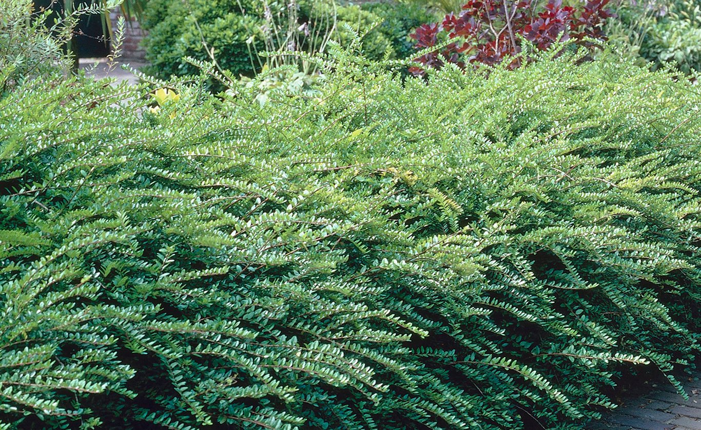 Lonicera nit. 'Maigrün' - 30-40 CM bare root 0/2